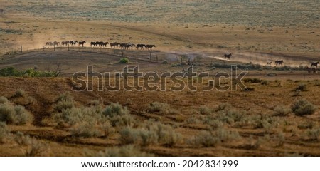 Herd of horses on the dusty montana plains galloping in a canyon with the Pryor Mountains in the backgroud