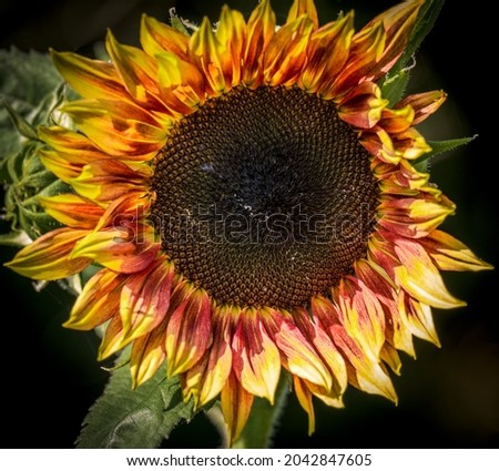 Open sunflower blossom attracts insects