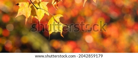 Close up of beautiful maple leaves in autumn sunny day in Taiwan with no people copy space.