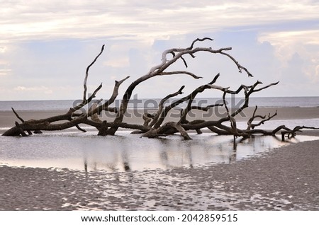 Driftwood on a beach in South Carolina