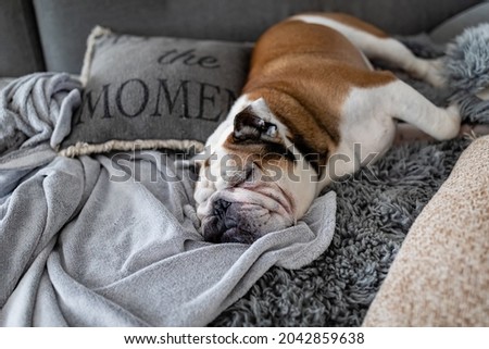 English bulldog sleeping on the couch Royalty-Free Stock Photo #2042859638