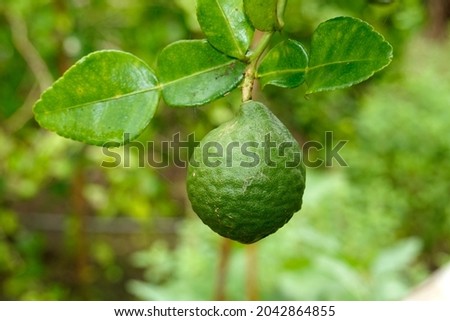 Kaffir lime has a rough surface attached to the branches of the garden plant. Kaffir lime leaves and kaffir lime skin are commonly used as ingredients for cooking. Helps nourish hair to be shiny