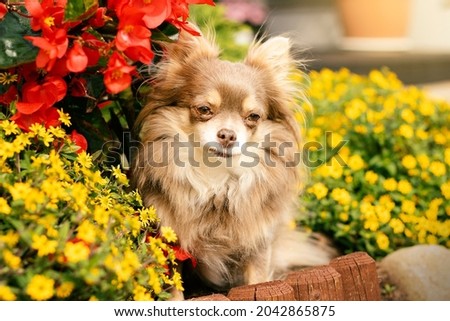 Chihuahua mix senior dog in autumn