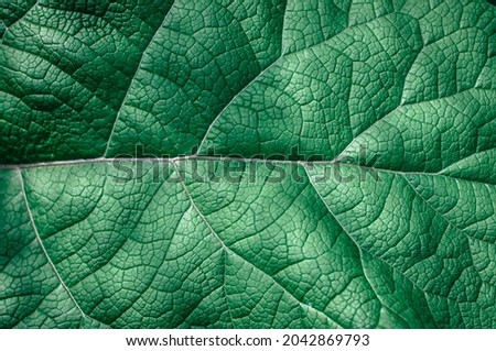 Green leaf texture. The concept of sustainability, design, growth. 