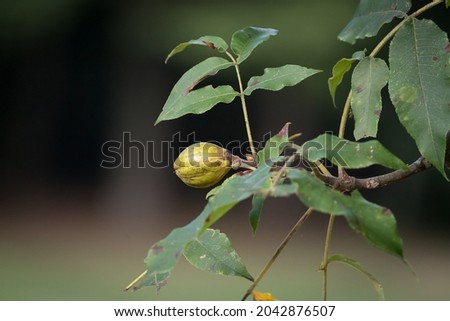 A hickory nut on a tree branch. A hickory tree is primarily found in the United States and is a wind pollinated species. Royalty-Free Stock Photo #2042876507