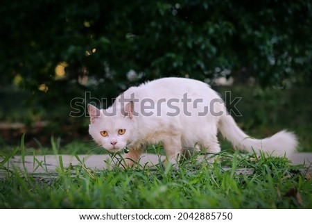 White cat with yellow eyes walking in the garden