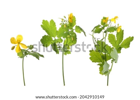 Celandine plants with yellow flowers and green leaves on white background, collage