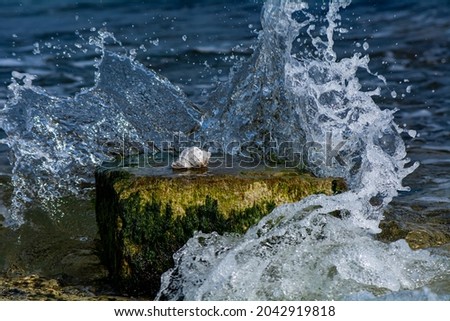 Rapana Venosa shell on the stone in the Black sea Royalty-Free Stock Photo #2042919818