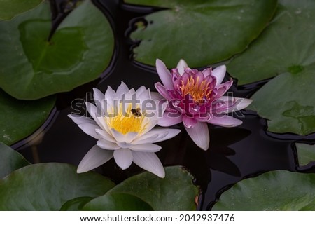 White or red water lilies in green leaves
