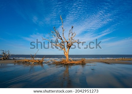 Driftwood Beach sunset in Jekyll Island. Dead Trees on the beach at sunset. Georgia, GA, USA.
 Royalty-Free Stock Photo #2042951273