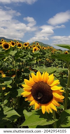 Sunflowers in an open field on a sunny and cloudy day in Mexico with a mountain in the background