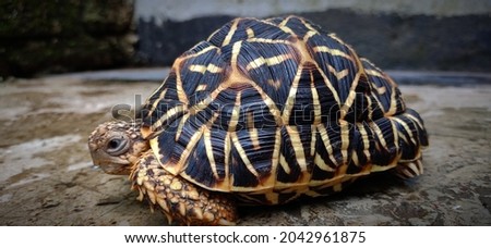 Closeup picture of the Indian star tortoise Geochelone elegans (Testudines; Testudinidae)