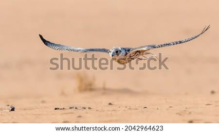 Falcon flying low towards its prey during a falconry show near Riyadh Saudi Arabia Royalty-Free Stock Photo #2042964623