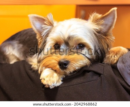 A small Yorkshire Terrier dog lies on its owner's lap and looks sadly straight into a camera. A pet in the interior on a yellow background. Boredom, sadness, longing. Canine theme. Cute sly puppy.
