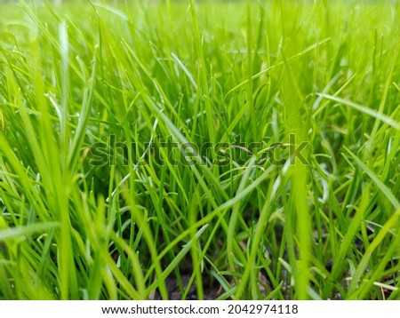 fresh, spring and well-groomed green grass