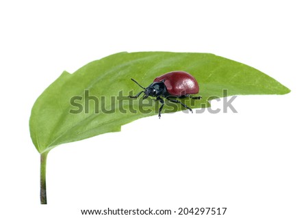 Beetle on green leaf isolated on a white background.