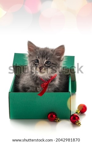 Cute kitten in a green box among christmas decorations. Festive character cat for the design of advertisements and invitations to sales, to celebrate Christmas and New Year