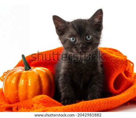 Cute black kitten among pumpkins on a white isolated background. Festive character cat for the design of advertisements and invitations to sales, to celebrate Halloween or Thanksgiving