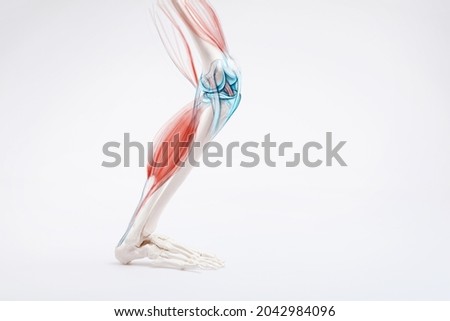 Leg bone and muscles pain, human anatomy	
 Royalty-Free Stock Photo #2042984096