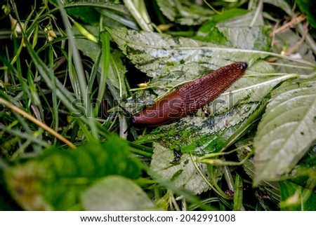 Close up view of common brown Spanish slug on wooden log outside. Big slimy brown snail slugs crawling in the garden.Spanish slugs invasion in garden. Royalty-Free Stock Photo #2042991008