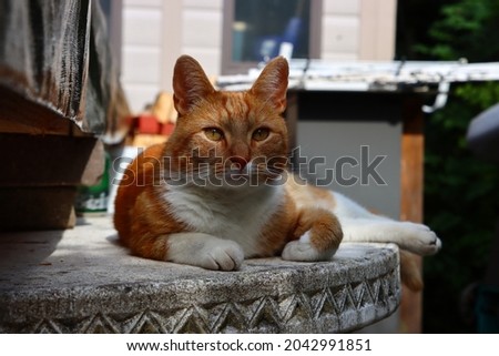 Ginger cat laying on stone garden table. Close up portrait of cute pet. 