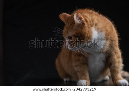 Portrait of an old ginger beautiful cat on a dark background.