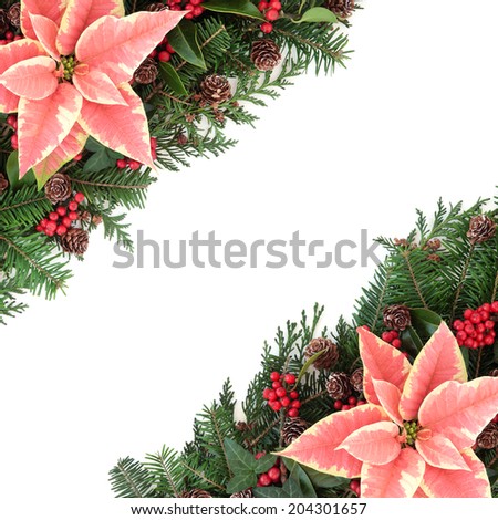 Poinsettia flower background border with fir, holly, ivy, and cedar cypress leaf sprigs over white.