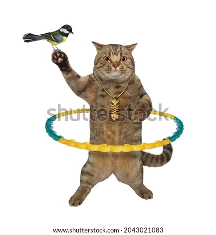 A beige cat is exercising with a hula hoop. White background. Isolated.