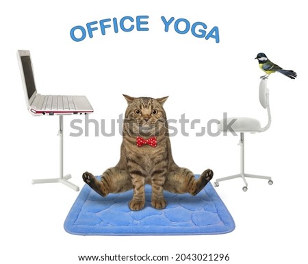 A beige cat is doing yoga exercises on a blue square fitness mat in the office. White background. Isolated.