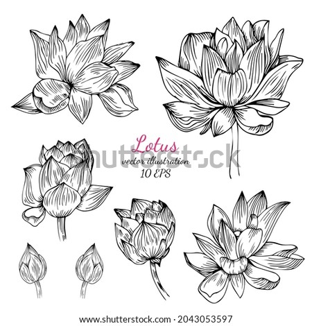 Set of Lotus flower hand drawn botanical illustration with line art on white backgrounds.Vector illustration.