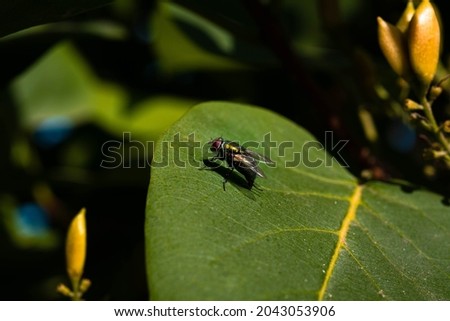 Calliphoridae also known as blow flies, blow-flies, carrion flies, bluebottles, green bottles, or cluster flies on Syringa (lilac) leaf. Bugs macro photography. Royalty-Free Stock Photo #2043053906