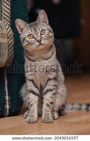 Black and white tabby cat with orange eyes. The cat is sitting on the floor near a sofa or chair.