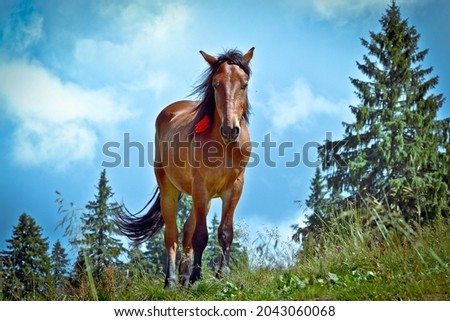 Wild horse in the Romanian Carpathian mountains 