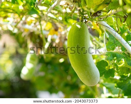 winter gourd grown in the nursery at the morning when the sunlight warms around the area. vegetables plant during the epidemic