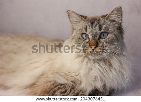 A portrait of a blue-eyed cat on a light background