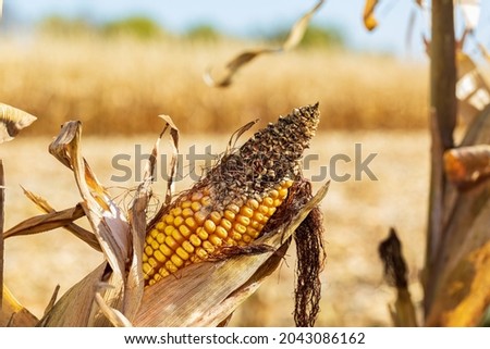 Ear of corn on cornstalk with missing kernels and damage on tip of cob due to disease, mold, or insect damage. Insect, disease and mold control and management concept. Royalty-Free Stock Photo #2043086162