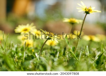 Capeweed Australian wildflower yellow daisy-like flower on bright spring day