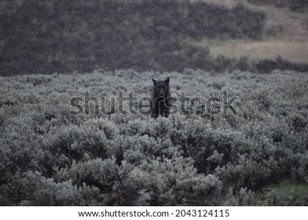 A black wolf staring down the camera