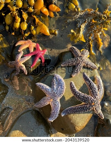 6 Starfish on rocks in Atlantic Ocean