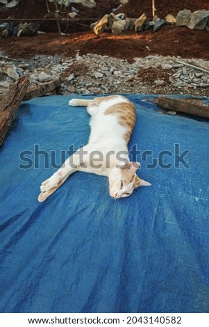 cat sleeping on a blue tarp