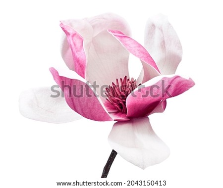 Magnolia liliiflora flower on branch with leaves, Lily magnolia flower isolated on white background, with clipping path                            