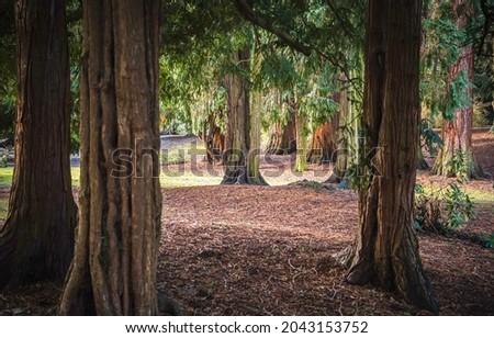 Tree trunks in wilderness forest Royalty-Free Stock Photo #2043153752