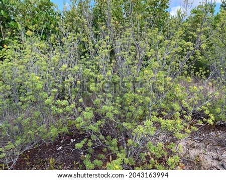 Suriana maritima bush in Florida scrub land