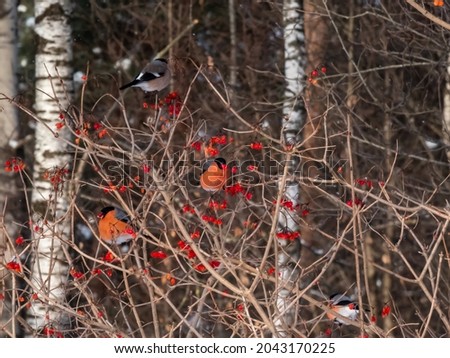 Male and Female of Eurasian bullfinch (Pyrrhula pyrrhula) sitting on branches of guelder rose (Viburnum opulus) in winter. Males have red underparts, females have grey-buff underparts