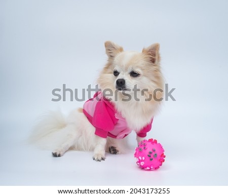 Long haired chihuahua dog wearing a pink sport jacket sits on floor with a pink rubber ball and looks for owner. White background.