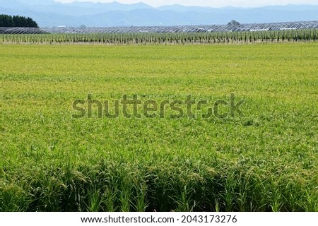 Rice cultivation in Hokkaido, Japan