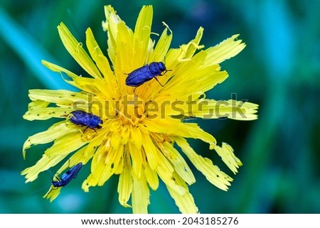 Metallic wood-boring beetle (Anthaxia quadripunctata)