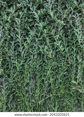 Lee Kwan Yew plant, is a vine which is also known by the name of the janda merana its scientific names are Vernonia elliptica, Vernonia elaeagnifolia, Tarlmounia elliptica