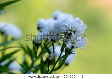 Symphyotrichum novi-belgii beautiful flowering plant, white full flower petal New York aster in bloom, green leaves foliage with buds