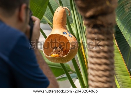 Man taking photo of two Morpho Peleides butterfly eating nectar of rotten fruits inside dried gourd in butterfly park in Konya tropical butterfly garden.
